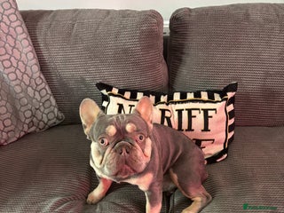 French Bulldog dogs - Advert 27