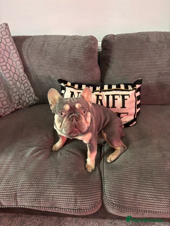 French Bulldog dogs - Advert 7