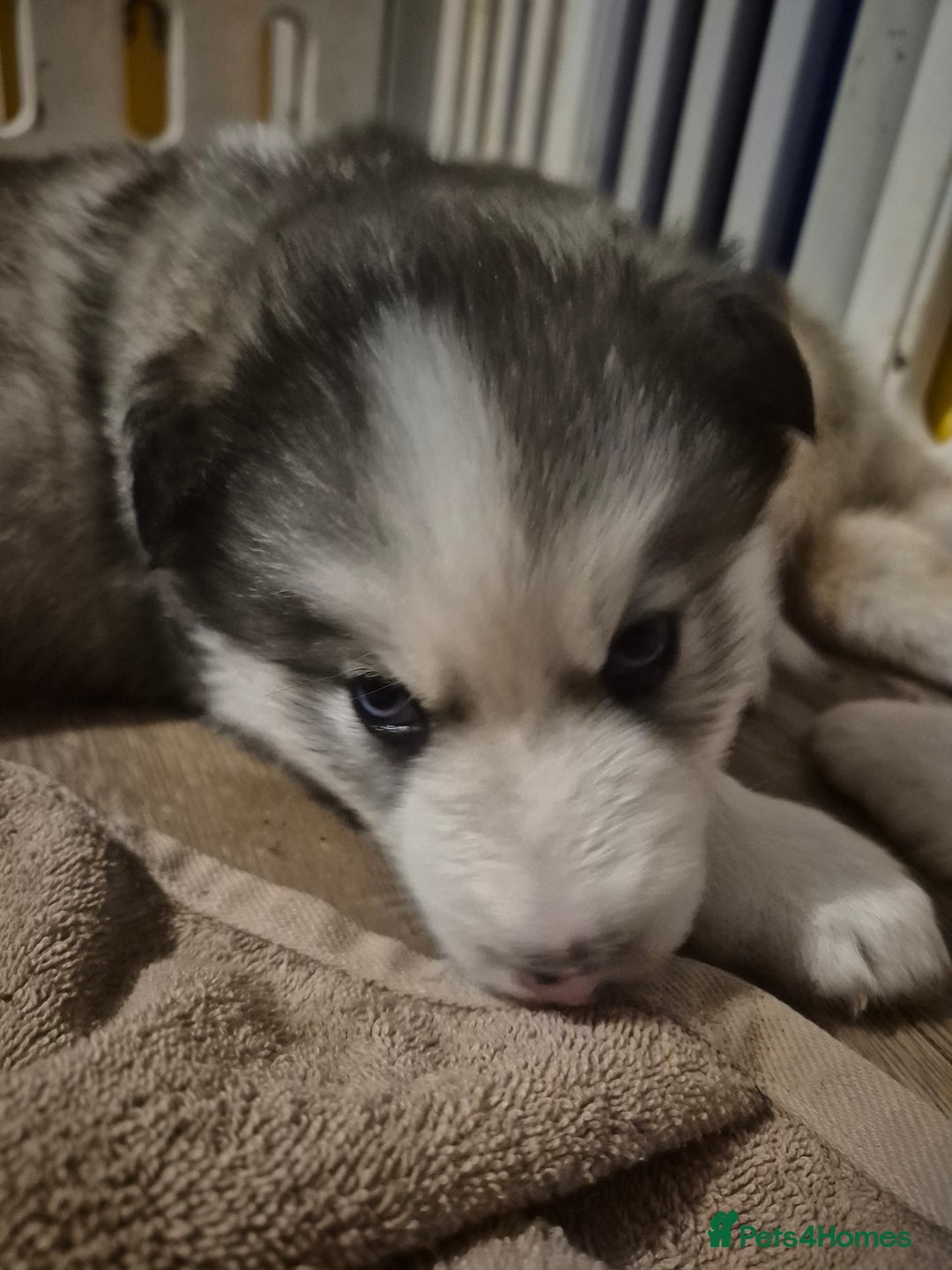 Alaskan Malamute dogs for sale: Beautiful husky malmute puppies ready NOW  - Advert 12