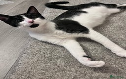 Mixed Breed cats for sale: 🐾 Three Beautiful Cats Looking for Loving Homes  - Image 6