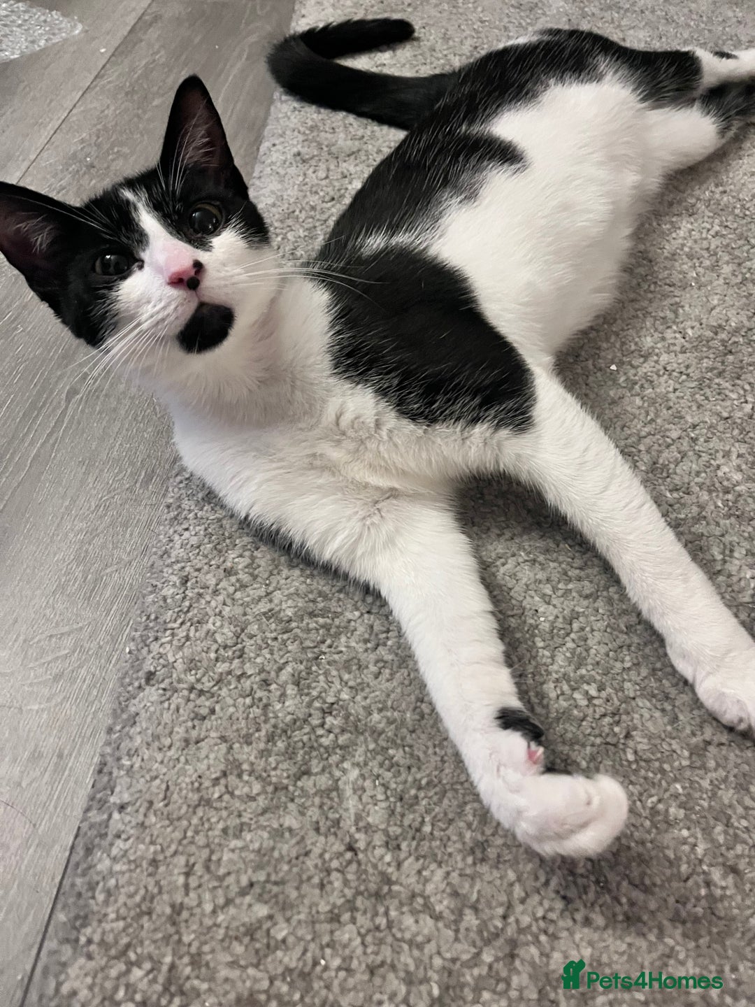 Mixed Breed cats for sale: 🐾 Three Beautiful Cats Looking for Loving Homes  - Image 6