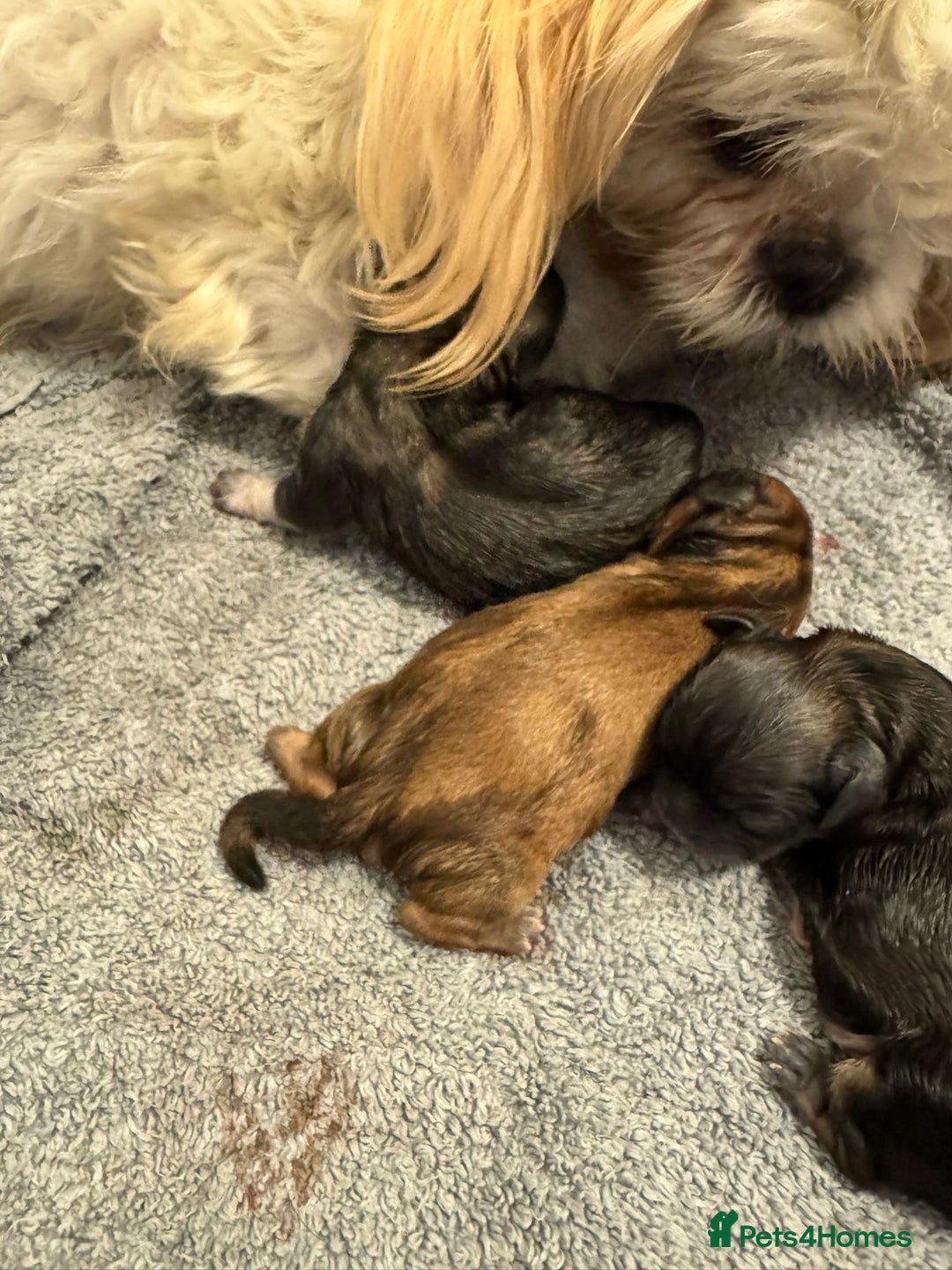 Shih Tzu dogs for sale: KC Shihtzu pups  - Image 18