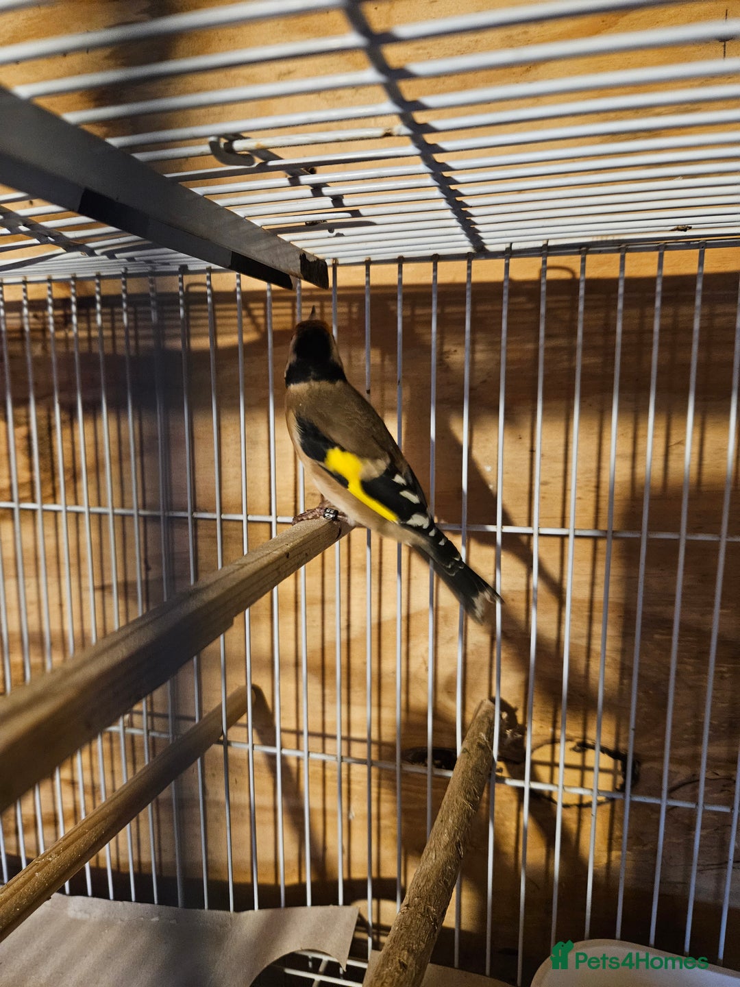 Finches birds for sale: Goldfinches, Bengalese finches & Zebra Finches - Advert 10