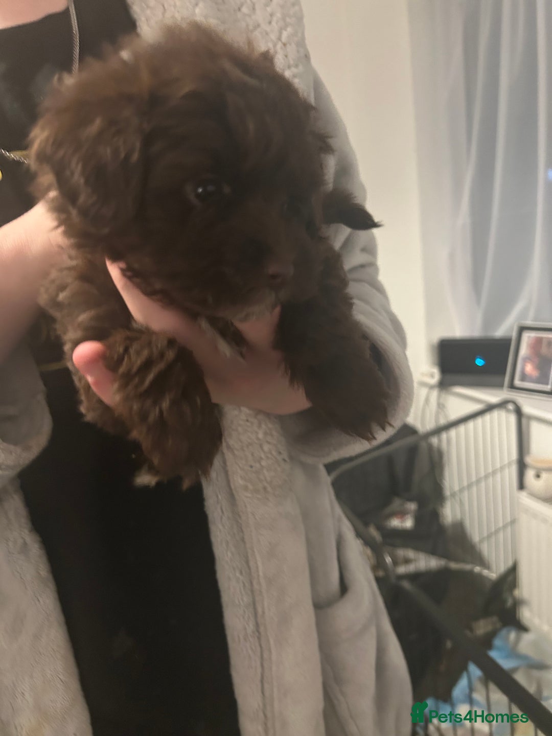 Mixed Breed dogs for sale: Beautiful Puppies x7 - Advert 9