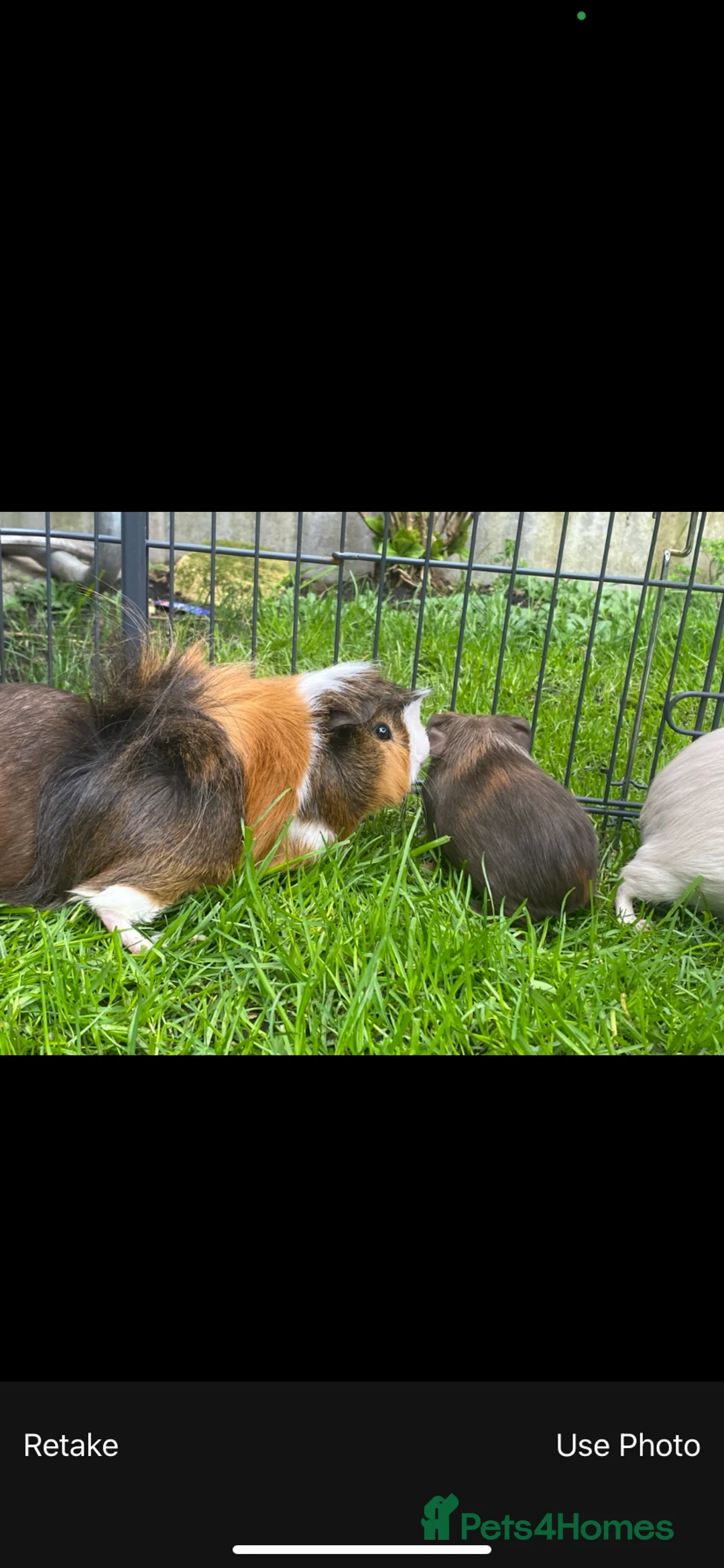 Guinea Pig rodents for sale: Guinea pig - Advert 4