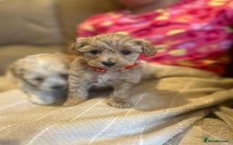 Maltipoo dogs for sale: Stunning Maltipoos wanting forever homes  - Image 2