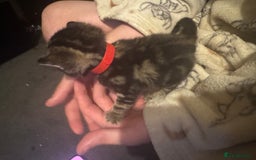 Mixed Breed cats for sale: Kittens for sale can go sept 7th - Image 6
