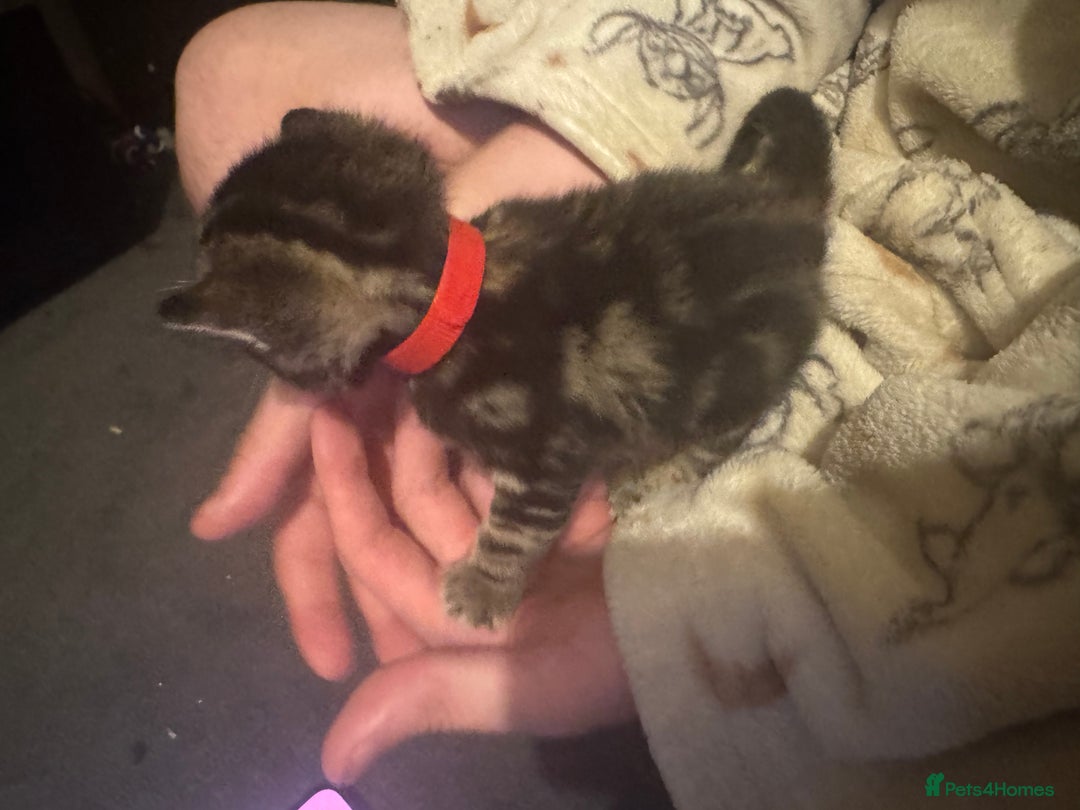 Mixed Breed cats for sale: Kittens for sale can go sept 7th - Image 6