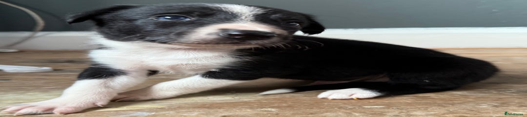 Border Collie Puppy 1