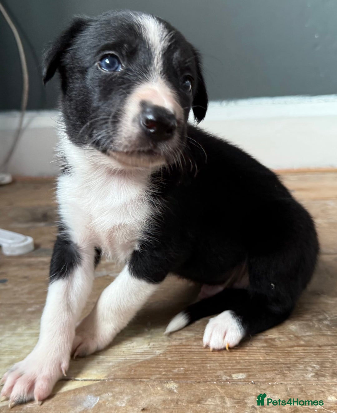 Border Collie dogs for sale: Collie pups-pup 4 & 5 left -REDUCED! Msg me!!! in Wednesbury - Image 6
