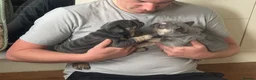 French Bulldog dogs for sale:  Unexpectedly Available – Voldemort - Advert 4