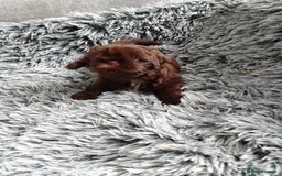 Shih Tzu dogs for sale: Imperial shi tzu babies  - Image 21