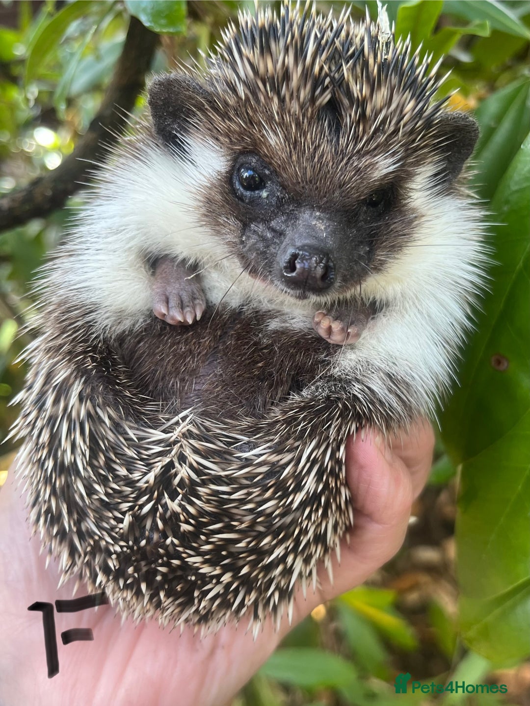 Pygmy Hedgehog rodents for sale: Stunning girls & unrelated boy ready now  - Image 3