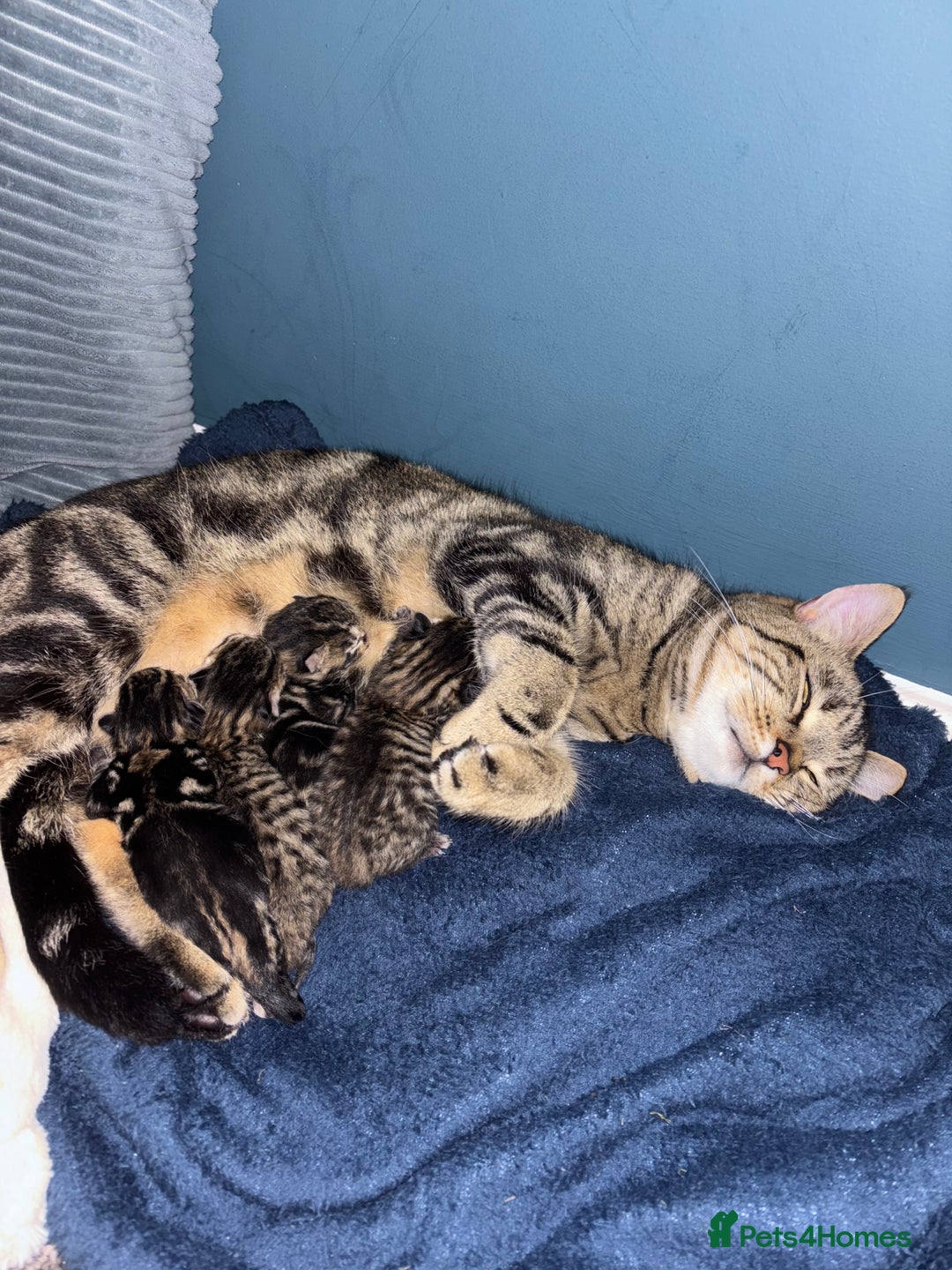 Mixed Breed cats for sale: 2 beautiful female kittens - Image 14