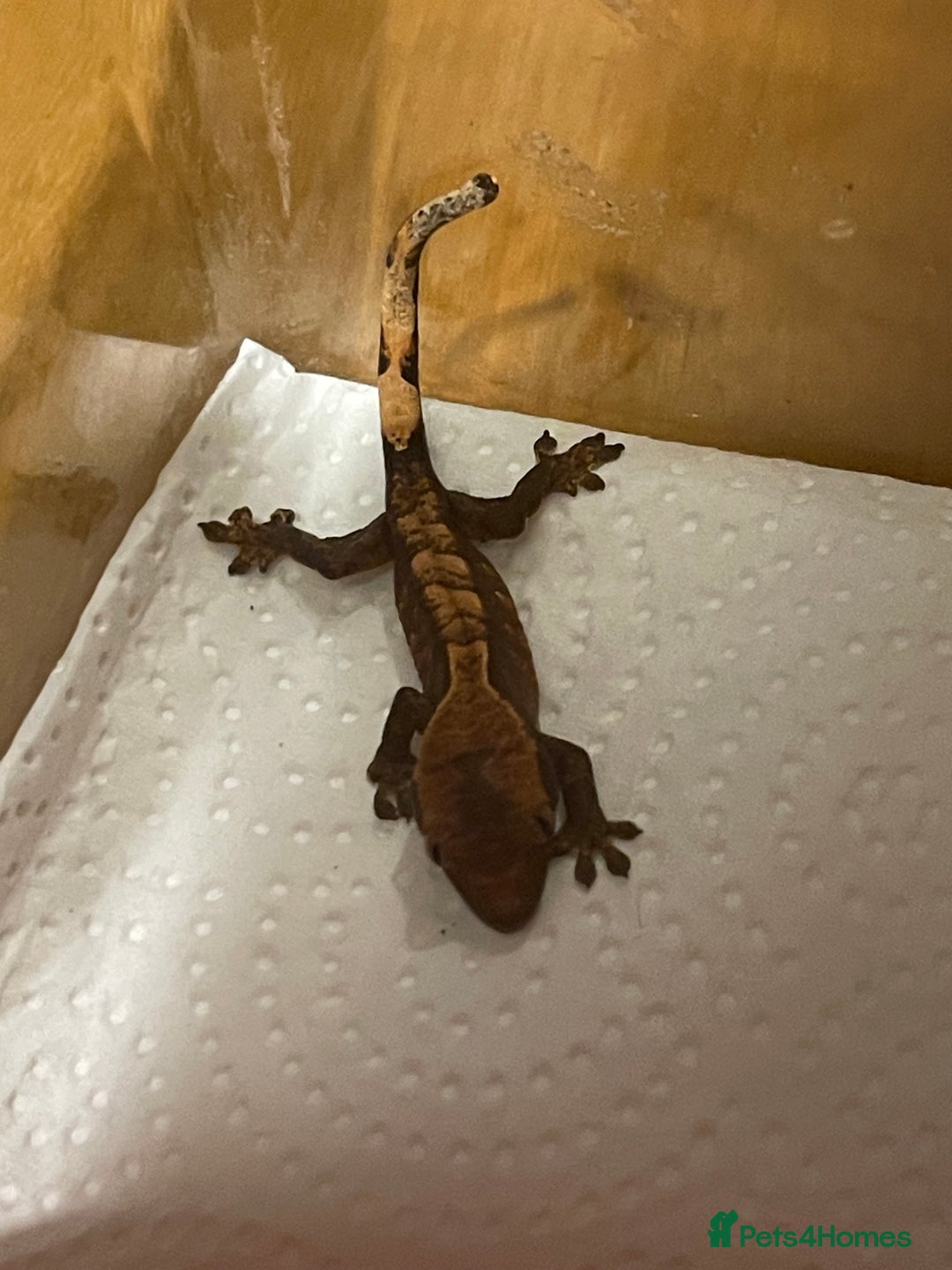 Gecko reptiles for sale: Crested geckos  - Advert 2
