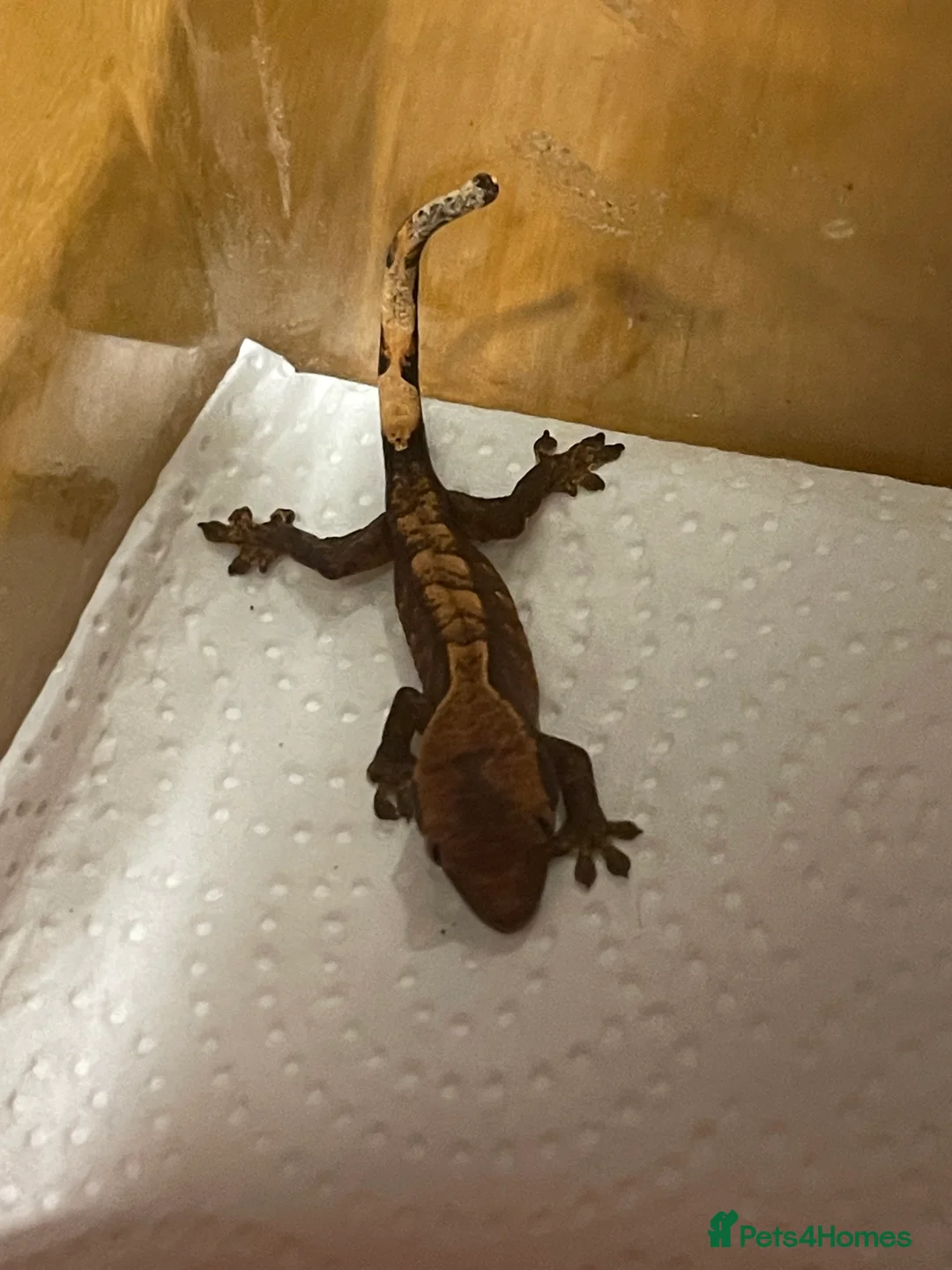 Gecko reptiles for sale: Crested geckos  - Advert 2
