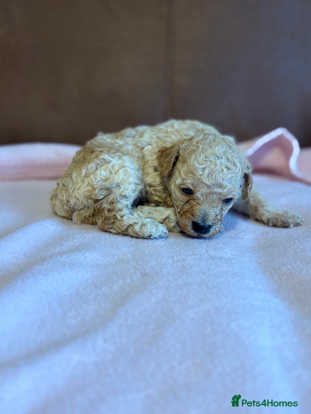 Toy Poodle dogs for sale: Toy poodle - Advert 9