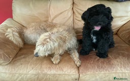 Labradoodle dogs for stud: Multi generation labradoodle. - Image 11
