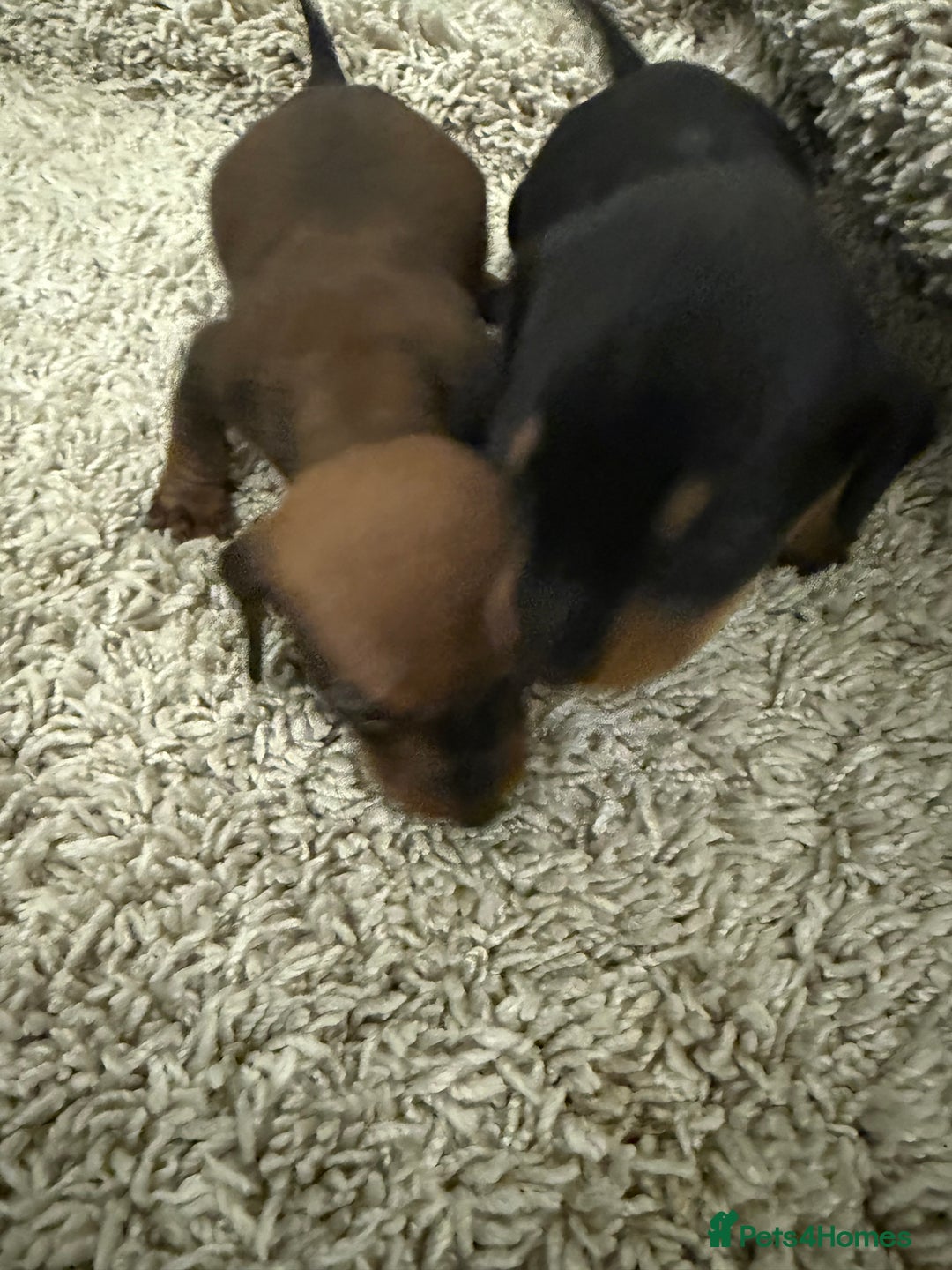 Mixed Breed dogs for sale: Dachshund puppies seven  - Advert 9