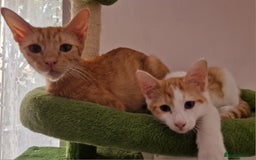 Mixed Breed cats for sale: Mum and kitten for rehomeing  - Image 1
