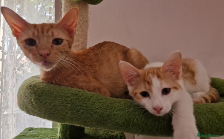 Mixed Breed cats - Advert 10