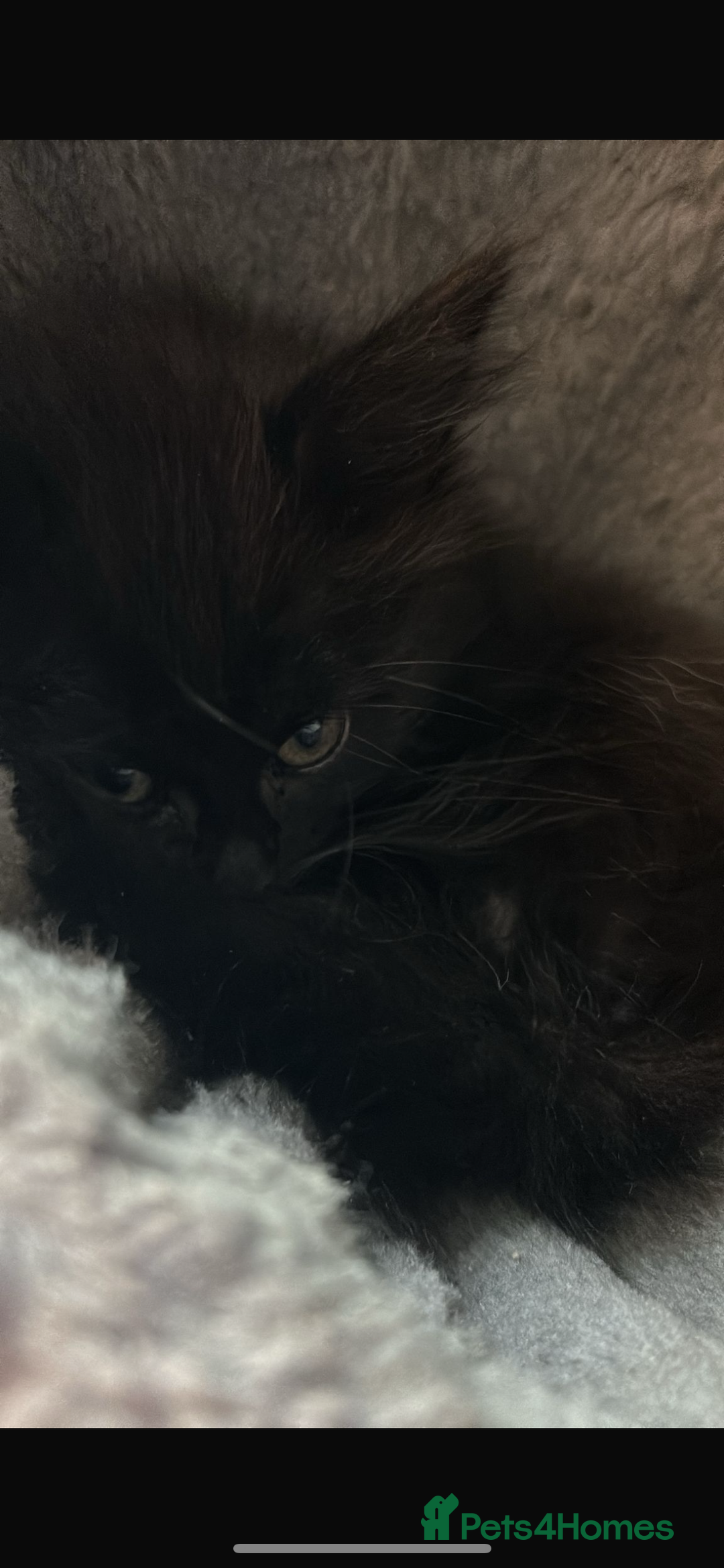 Mixed Breed cats for sale: Adorable kittens for sale  - Image 10