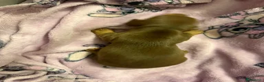 Miniature Dachshund 5