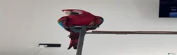 Parrots birds for sale: Greenwing Macaw - Advert 3
