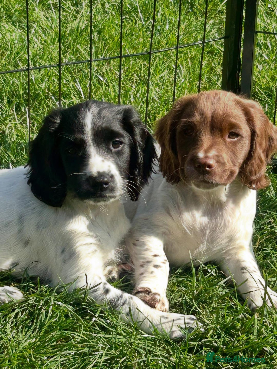 English Springer Spaniel dogs for stud:  Black & White English Springer Spaniel For Stud - Image 10