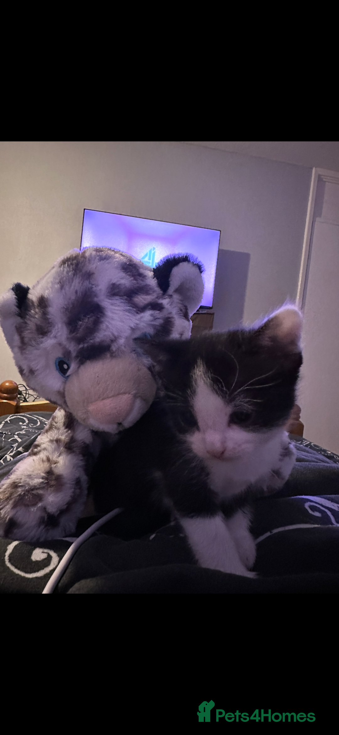 Mixed Breed cats for sale: Gorgeous kittens, 1 male, 1 female - Advert 7