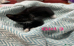 Mixed Breed cats for sale: 🐱 Gorgeous Kittens For Sale🐱 - Image 12