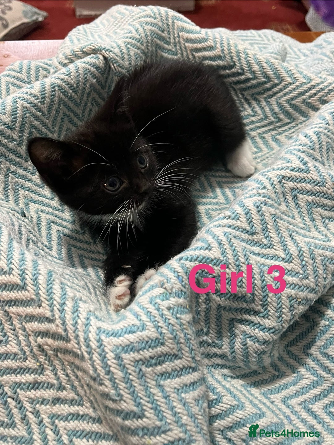 Mixed Breed cats for sale: 🐱 Gorgeous Kittens For Sale🐱 - Image 12