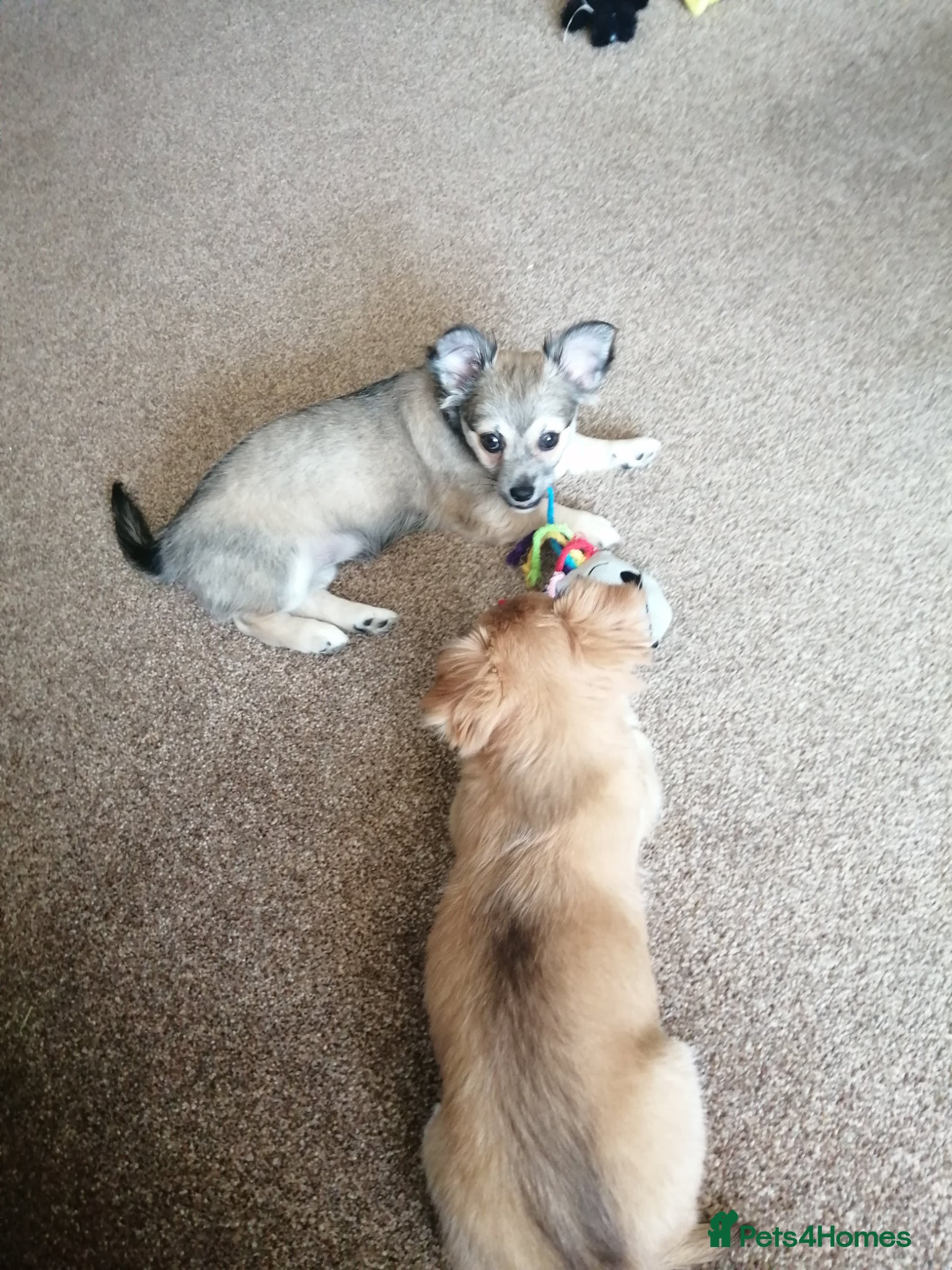 Chihuahua dogs for sale: Chihuahua puppy  in Okehampton - Advert 7