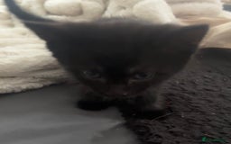 British Shorthair cats for sale: X4 male British shorthair X kittens - Image 14