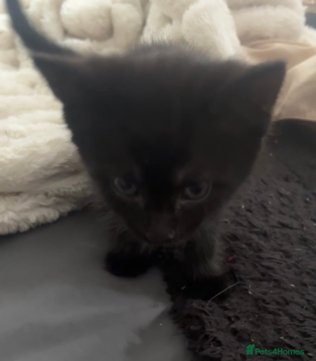 British Shorthair cats for sale: X4 male British shorthair X kittens - Image 14