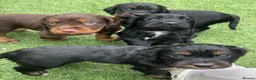 Cocker Spaniel dogs for sale: Beautiful working cocker spaniel puppies - Advert 3