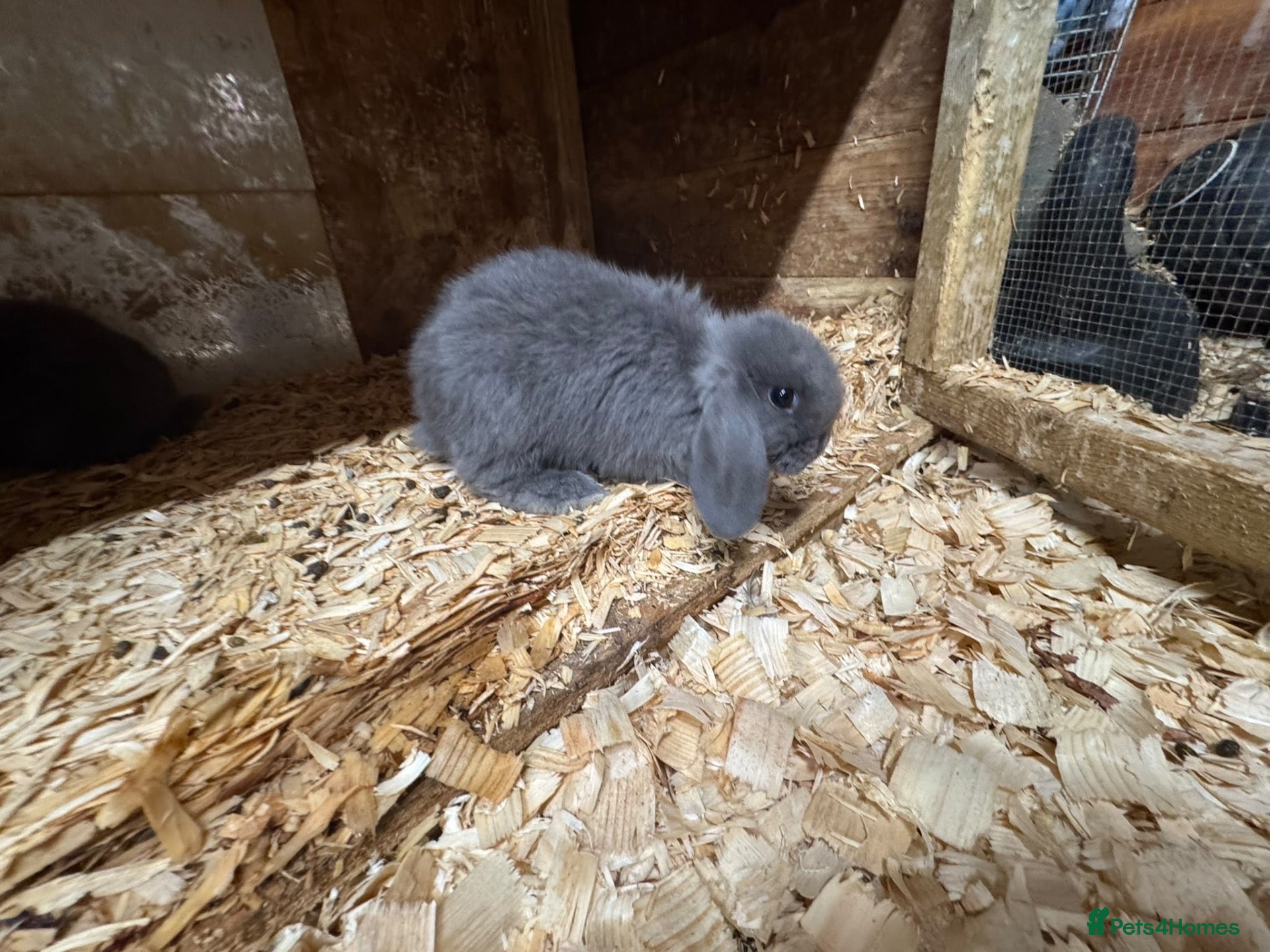 Mini Lop rabbits for sale: 8week old Mini lops Ready to leave - Advert 2