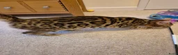 Bengal cats for sale: Stunning Pedigree Bengal Kittens - Advert 20