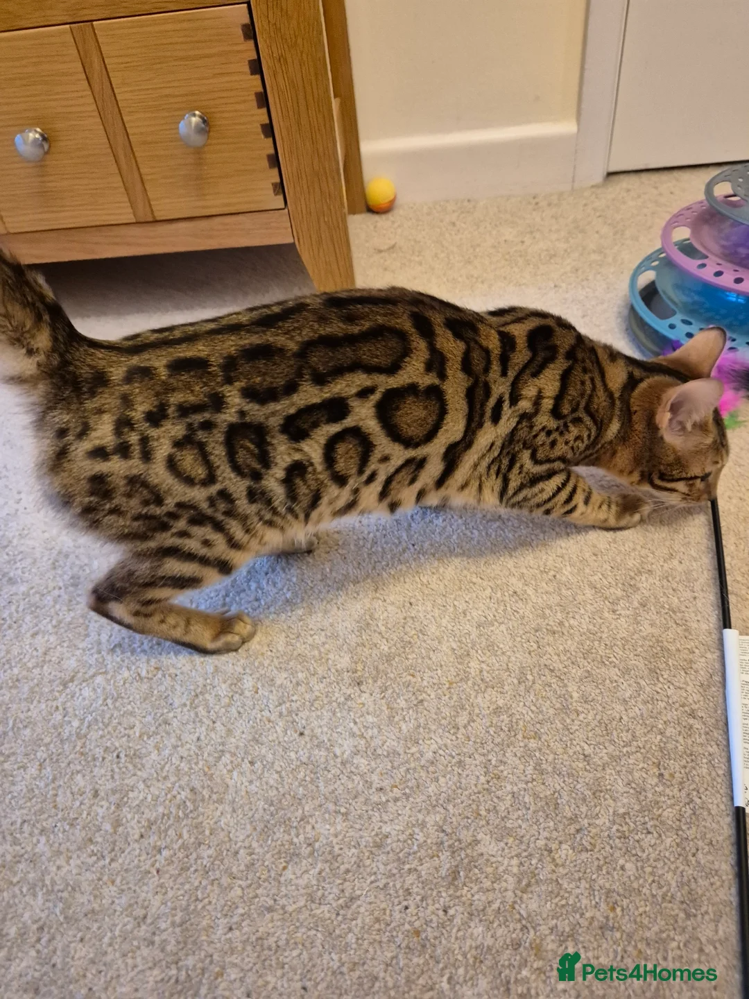 Bengal cats for sale: Stunning Pedigree Bengal Kittens - Advert 20