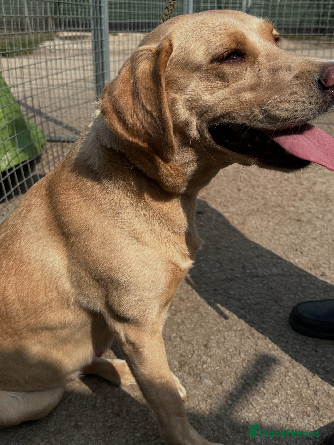 Labrador Retriever dogs for sale: Labrador Seeking New Home - Advert 1