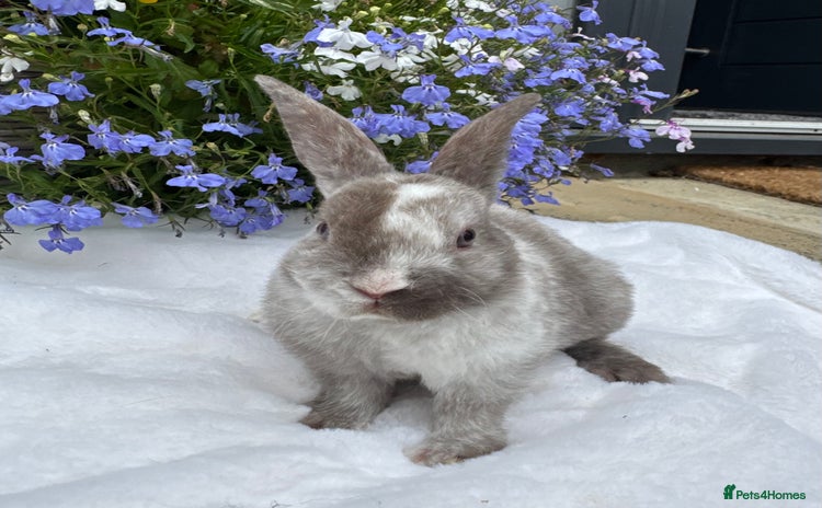Mini Lop rabbits - Advert 7