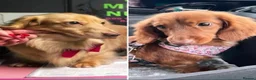 Miniature Dachshund dogs for sale: 2 beautiful long haired Miniature Dachshunds - Advert 5