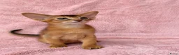 Abyssinian cats for sale: Gorgeous Abyssinian ruddy girls🤎❤️ - Advert 18