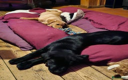 Labrador Retriever dogs for sale: 3 little girls for sale - Image 5