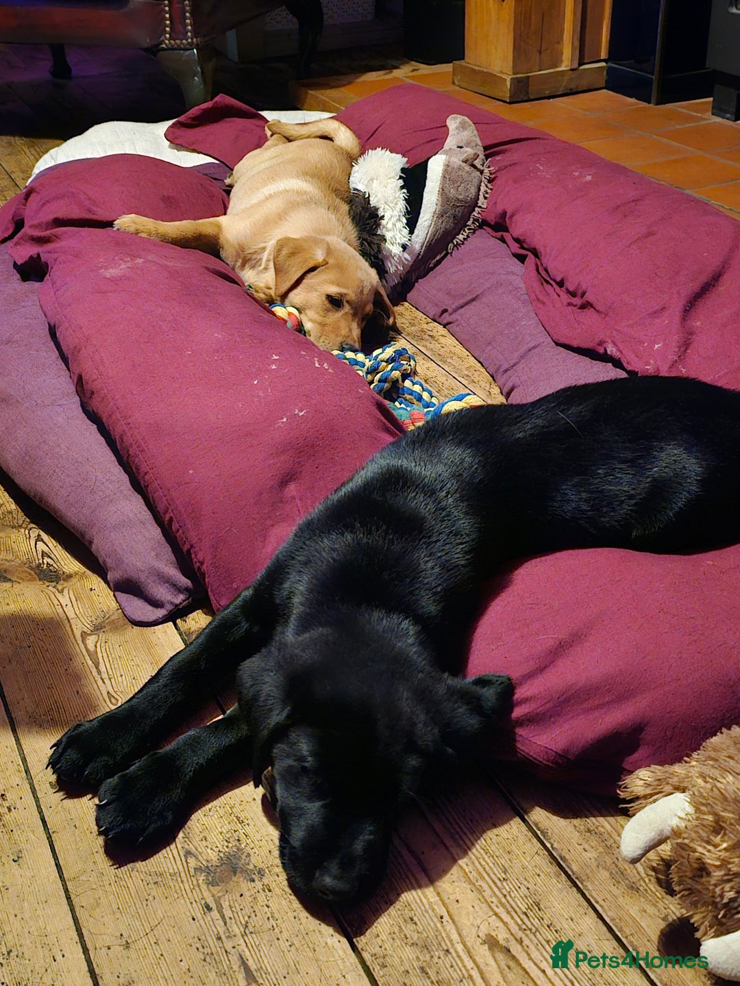 Labrador Retriever dogs for sale: 3 little girls for sale - Image 5