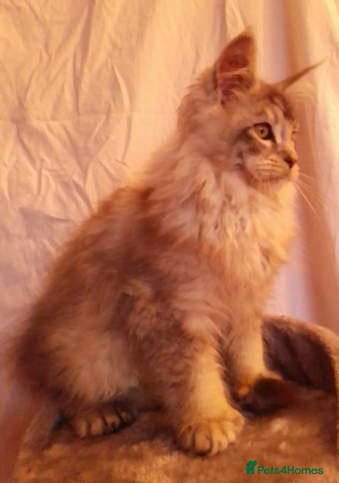 Maine Coon cats for sale: POLYDACTYL large TICA boy - collect S.WALES/SURREY - Advert 27