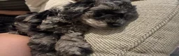 Cockapoo dogs for sale: Gorgeous Blue Merle Cockapoo Boy in Warrington - Advert 3