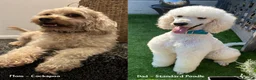 Cockapoo dogs for sale: Cockapoo’s  - Advert 3
