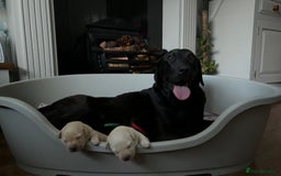 Labrador Retriever dogs for sale: 9 Beautiful Labrador Puppies For Sale  - Image 36
