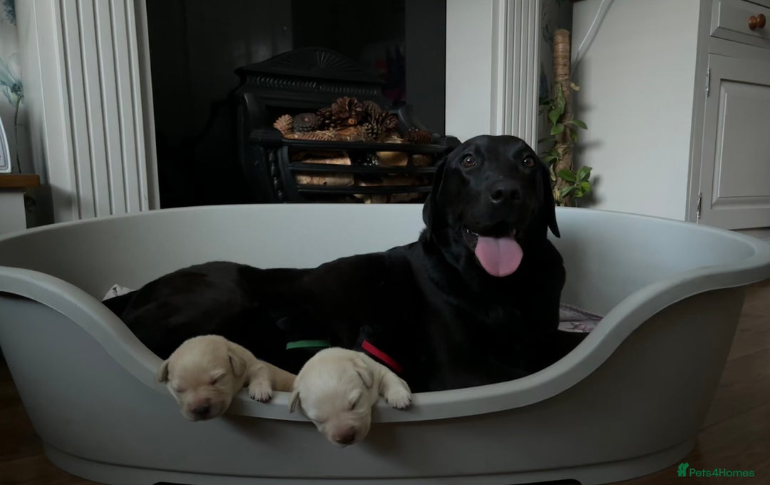 Labrador Retriever dogs for sale: 9 Beautiful Labrador Puppies For Sale  - Image 36